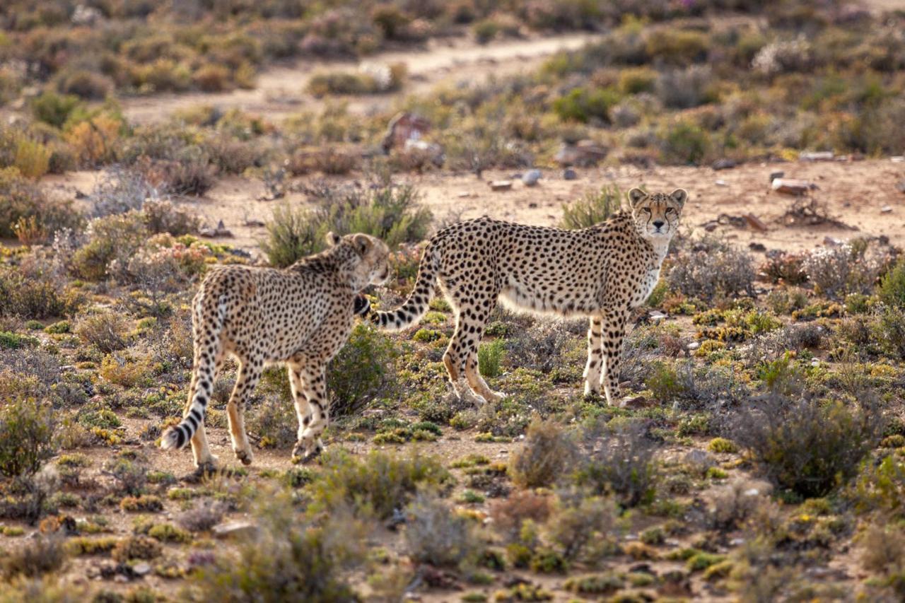 Inverdoorn Game Reserve Lodge Breede River Kültér fotó